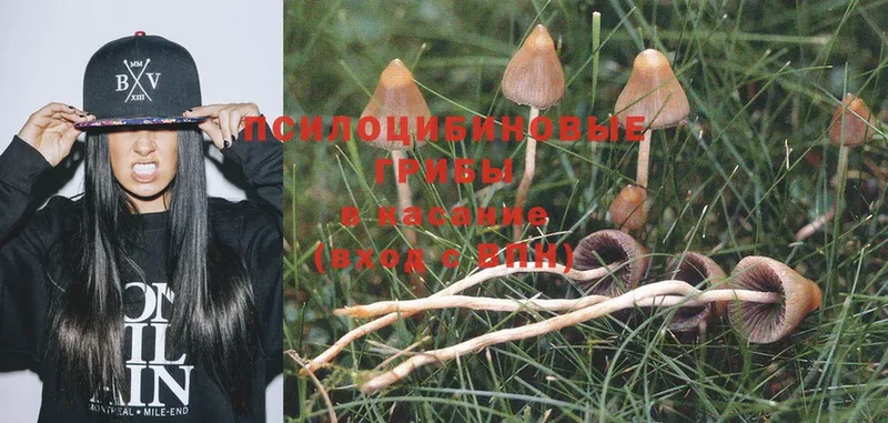 цены наркотик  Белогорск  Псилоцибиновые грибы Psilocybe 